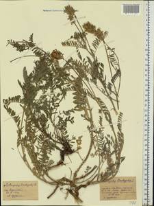 Astragalus onobrychis L., Eastern Europe, Central forest-and-steppe region (E6) (Russia)