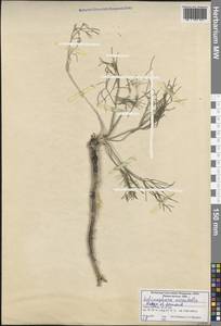 Echinophora orientalis Hedge & Lamond, South Asia, South Asia (Asia outside ex-Soviet states and Mongolia) (ASIA) (Turkey)