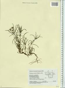 Plantago arenaria Waldst. & Kit., Eastern Europe, Central region (E4) (Russia)