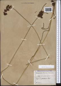 Cyperus longus subsp. badius (Desf.) Bonnier & Layens, Caucasus, Abkhazia (K4a) (Abkhazia)