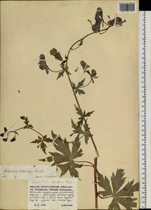 Aconitum fischeri Rchb., Siberia, Russian Far East (S6) (Russia)