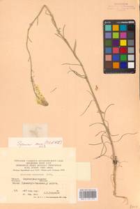Erysimum canum (Piller & Mitt.) Polatschek, Eastern Europe, South Ukrainian region (E12) (Ukraine)