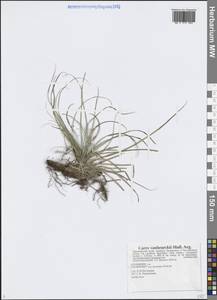 Carex vanheurckii Müll.Arg., Siberia, Russian Far East (S6) (Russia)