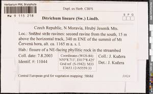 Ditrichum lineare (Sw.) Lindb., Bryophytes, Bryophytes - Western Europe (BEu) (Czech Republic)