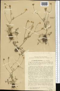 Ranunculus pinnatisectus Popov, Middle Asia, Pamir & Pamiro-Alai (M2) (Uzbekistan)