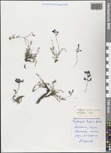 Oxytropis albana Steven, Caucasus, Armenia (K5) (Armenia)