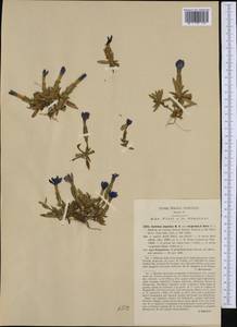 Gentiana verna subsp. tergestina (G. Beck) Hayek, Western Europe (EUR) (Italy)