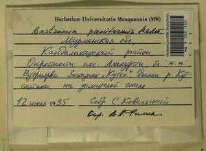 Bartramia pomiformis Hedw., Bryophytes, Bryophytes - Karelia, Leningrad & Murmansk Oblasts (B4) (Russia)