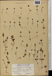 Lomatogonium carinthiacum (Wulfen) Reichenb., Caucasus, Armenia (K5) (Armenia)