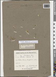 Draba alpina L., Eastern Europe, Northern region (E1) (Russia)