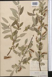 Salix alba L., Middle Asia, Kopet Dag, Badkhyz, Small & Great Balkhan (M1) (Turkmenistan)