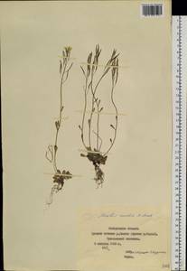 Arabidopsis lyrata subsp. petraea (L.) O'Kane & Al-Shehbaz, Siberia, Yakutia (S5) (Russia)