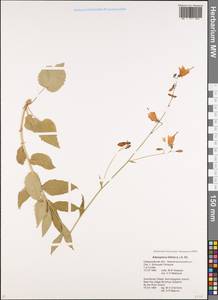 Adenophora liliifolia (L.) A.DC., Eastern Europe, Eastern region (E10) (Russia)