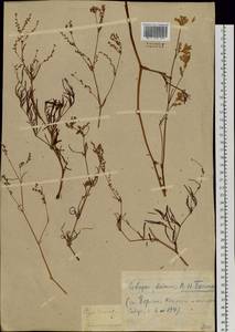 Koenigia divaricata (L.) T.M.Schust. & Reveal, Siberia, Baikal & Transbaikal region (S4) (Russia)