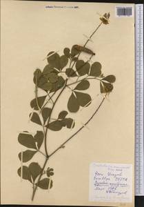 Crotalaria pallida Aiton, America (AMER) (Peru)