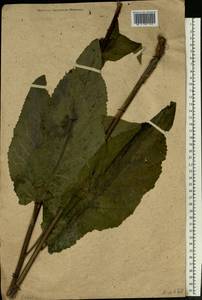 Verbascum nigrum L., Eastern Europe, Moscow region (E4a) (Russia)
