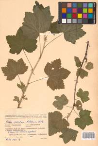 Ribes spicatum E.Robson, Eastern Europe, Western region (E3) (Russia)