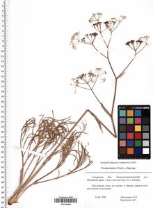 Ferula tatarica Fisch. ex Spreng., Eastern Europe, Middle Volga region (E8) (Russia)