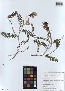 KUZ 001 409, Astragalus danicus Retz., Siberia, Altai & Sayany Mountains (S2) (Russia)