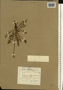 Taraxacum erythrospermum Andrz. ex Besser, Eastern Europe, South Ukrainian region (E12) (Ukraine)