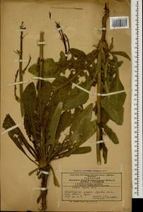 Crepis pannonica (Jacq.) C. Koch, Caucasus, Azerbaijan (K6) (Azerbaijan)