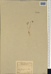 Viola multifida Willd. ex Roem. & Schult., Siberia, Baikal & Transbaikal region (S4) (Russia)