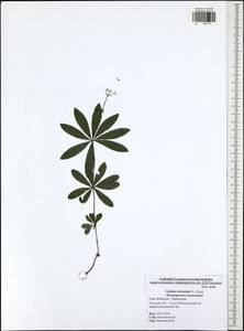 Galium odoratum (L.) Scop., Eastern Europe, Central region (E4) (Russia)
