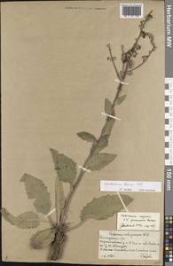 Verbascum chaixii Vill., Eastern Europe, Lower Volga region (E9) (Russia)