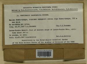 Fontinalis dalecarlica Bruch & Schimp., Bryophytes, Bryophytes - Karelia, Leningrad & Murmansk Oblasts (B4) (Russia)