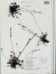 Drosera × anglica Huds., Eastern Europe, Central region (E4) (Russia)