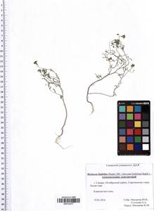 Meniocus linifolius (Stephan ex Willd.) DC., Eastern Europe, Middle Volga region (E8) (Russia)