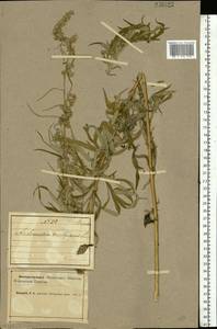 Artemisia vulgaris L., Eastern Europe, Northern region (E1) (Russia)