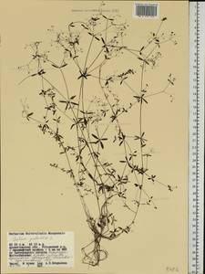 Galium palustre L., Eastern Europe, Northern region (E1) (Russia)