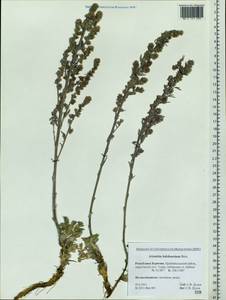 Artemisia ledebouriana Besser, Siberia, Baikal & Transbaikal region (S4) (Russia)