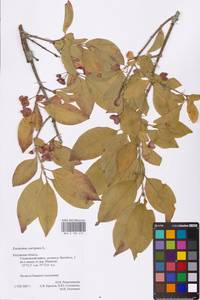 Euonymus europaeus L., Eastern Europe, Central region (E4) (Russia)