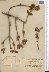 Picea schrenkiana, Middle Asia, Northern & Central Tian Shan (M4) (Kyrgyzstan)