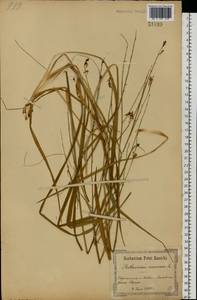 Anthericum ramosum L., Eastern Europe, North Ukrainian region (E11) (Ukraine)