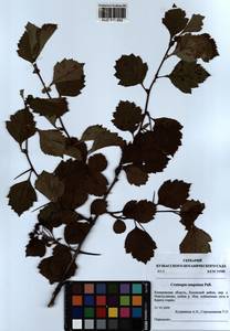 Crataegus sanguinea Pall., Siberia, Altai & Sayany Mountains (S2) (Russia)