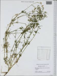 Spergula arvensis L., Eastern Europe, Central forest region (E5) (Russia)
