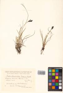 Carex eleusinoides Turcz. ex Kunth, Siberia, Russian Far East (S6) (Russia)