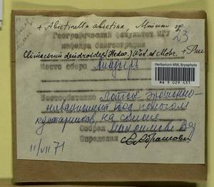 Abietinella abietina (Hedw.) M. Fleisch., Bryophytes, Bryophytes - Chukotka & Kamchatka (B21) (Russia)