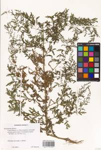 Artemisia annua L., Eastern Europe, Central region (E4) (Russia)