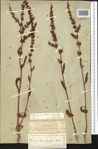 Rumex dentatus subsp. dentatus, Middle Asia, Syr-Darian deserts & Kyzylkum (M7) (Kazakhstan)