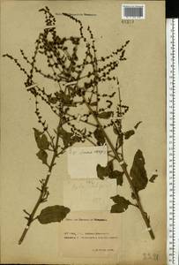 Beta vulgaris L., Eastern Europe, South Ukrainian region (E12) (Ukraine)