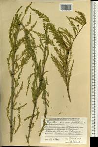 Myricaria davurica (Willd.) Ehrenb., Mongolia (MONG) (Mongolia)