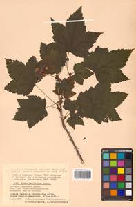 Ribes latifolium Jancz., Siberia, Russian Far East (S6) (Russia)