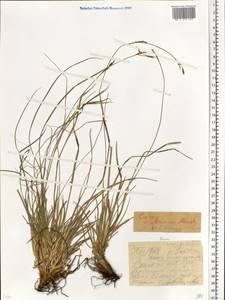 Carex pediformis var. macroura (Meinsh.) Kük., Eastern Europe, Northern region (E1) (Russia)