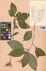 Impatiens parviflora, Eastern Europe, Moscow region (E4a) (Russia)