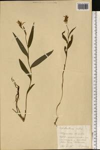 Cephalanthera rubra (L.) Rich., Eastern Europe, Central region (E4) (Russia)