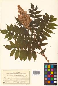 Sorbaria sorbifolia (L.) A. Braun, Siberia, Russian Far East (S6) (Russia)